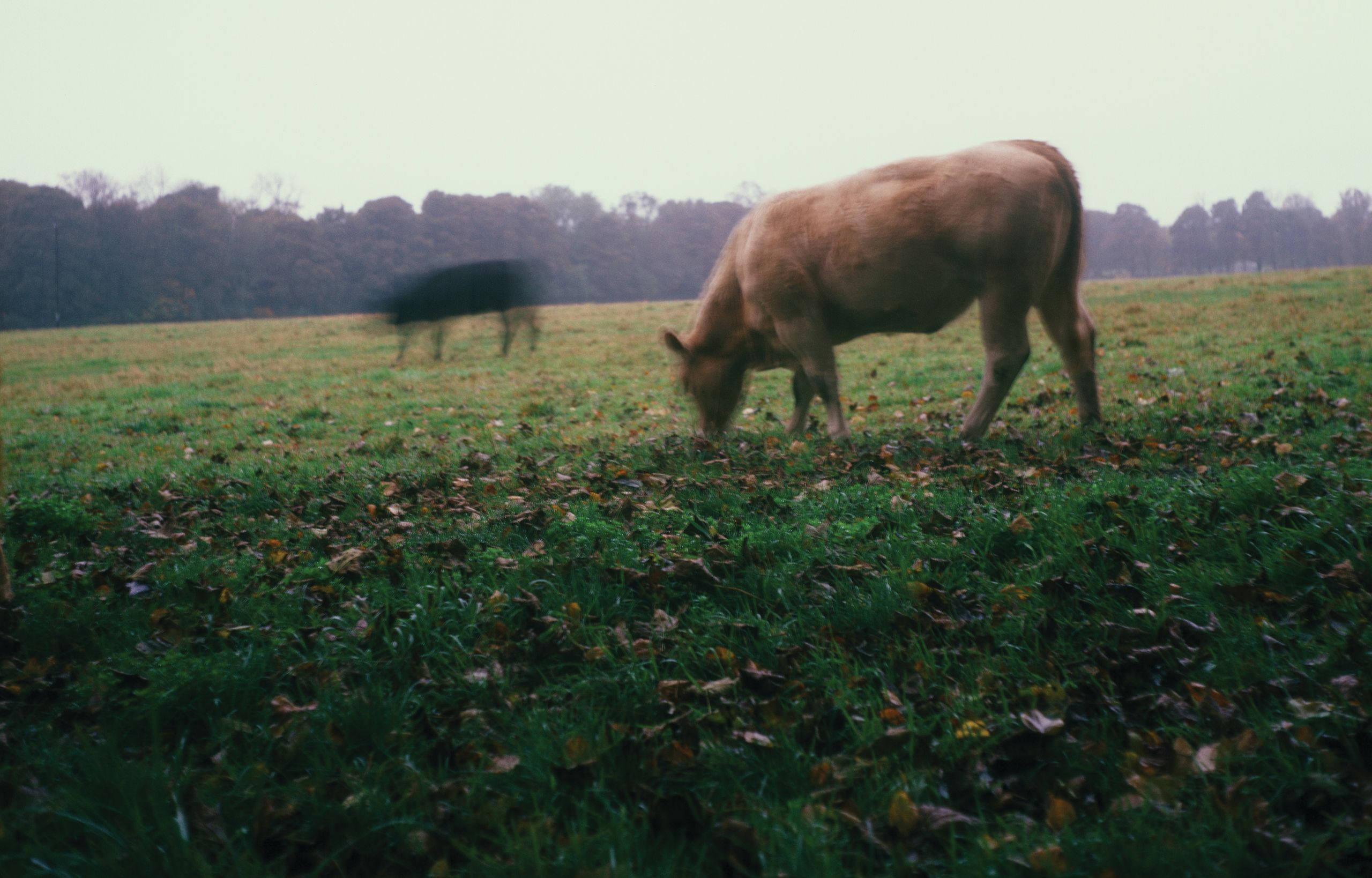 Two cows eating grass on moor land in Newcastle upon Tyne
