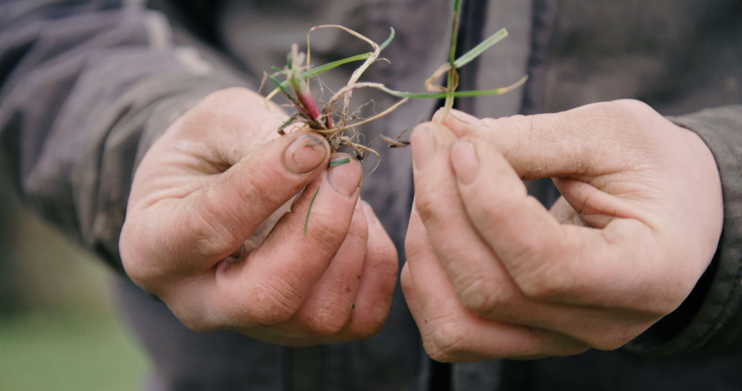 Close up image of two hands pulling grass apart